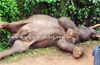 Tusker  electrocuted in  Devachalla-Subramanya